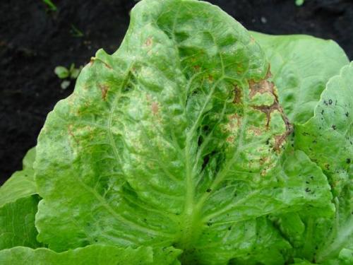 Disease Management in Organic Lettuce Production | eOrganic